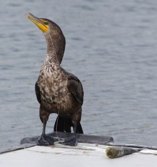 hooked cormorant